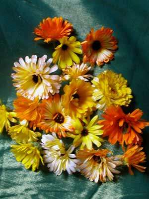 Celndula flowers