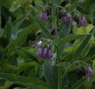 Comfrey plant