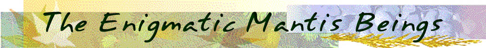 The Enigmatic Mantis Beings