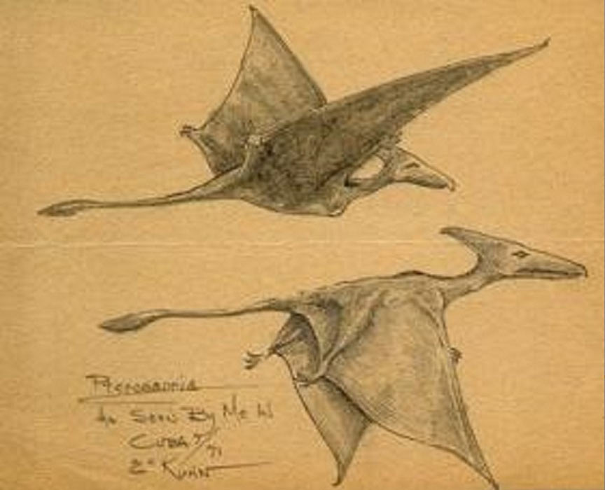 Eskin Kuhn drawing of his pterosaur sighting.