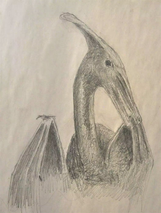Patty Carson preliminary drawing of her pterosaur sighting.