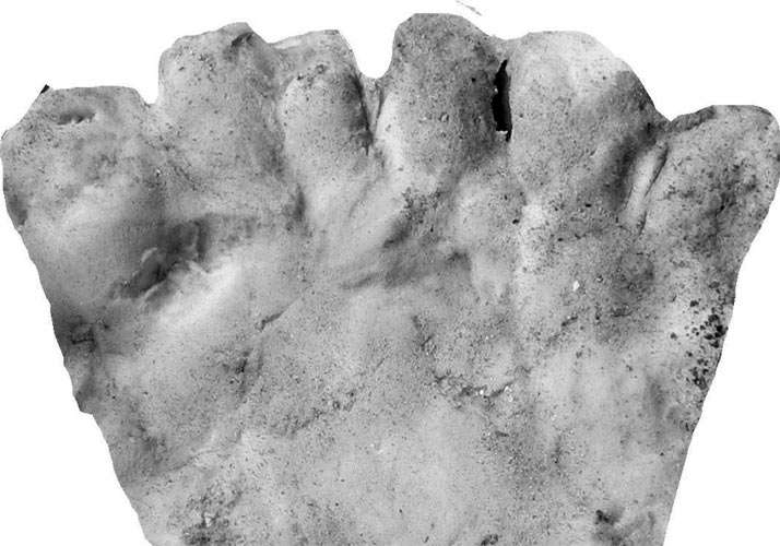 A mold of the six-toed footprint found in a plaster wall.