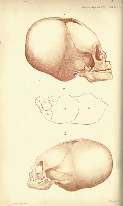 drawing of the two infant skulls from the book