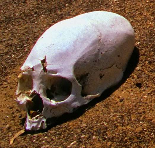 elongated skull lying in the Nasca desert
