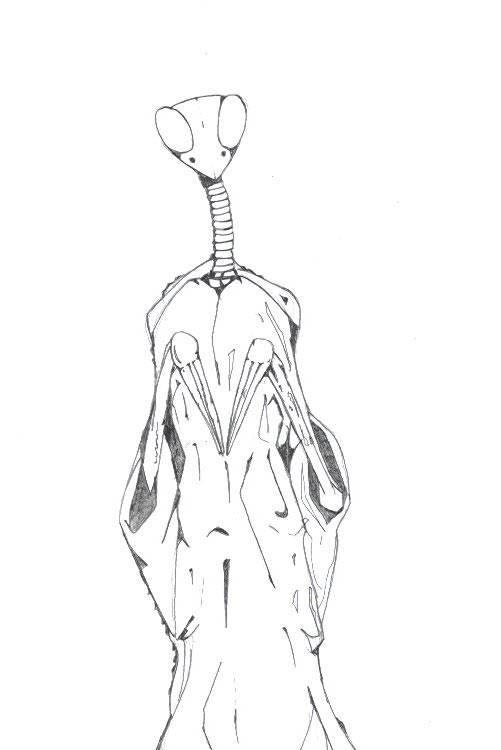Jim's color artwork of Praying Mantis from his encounter on December 18, 2003.