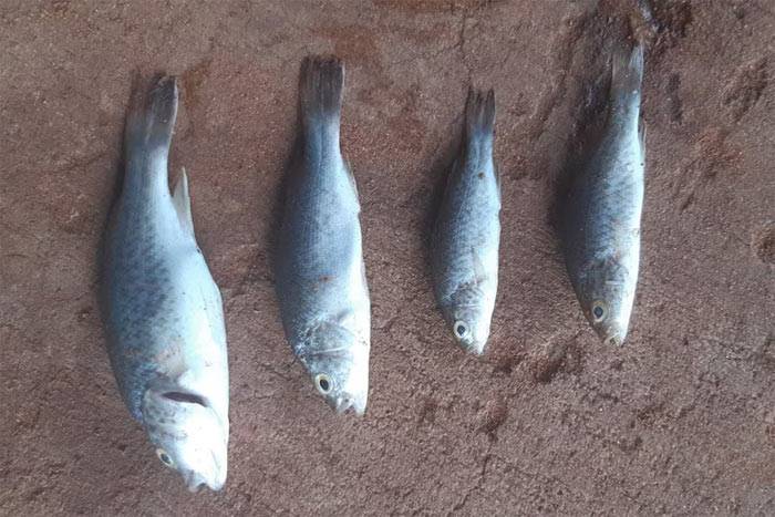 Lajamanu fish rain