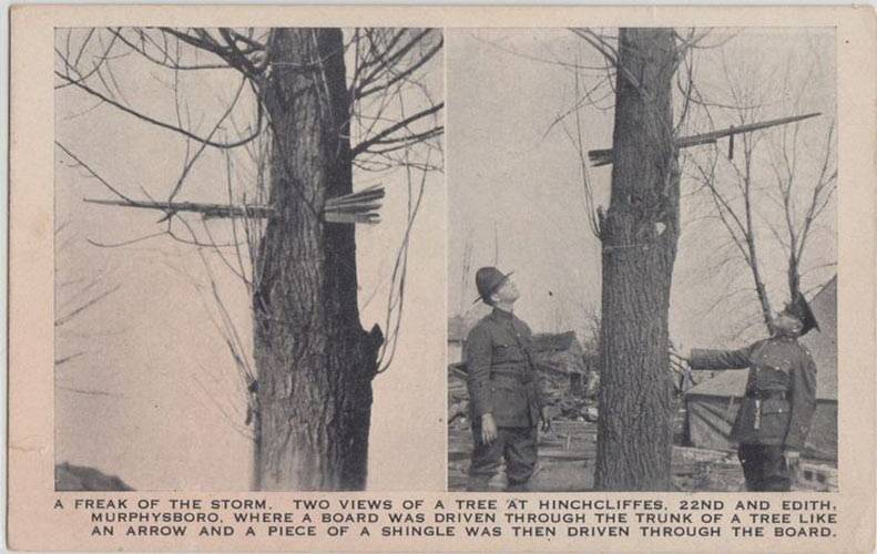 Murphysboro, plank in tree