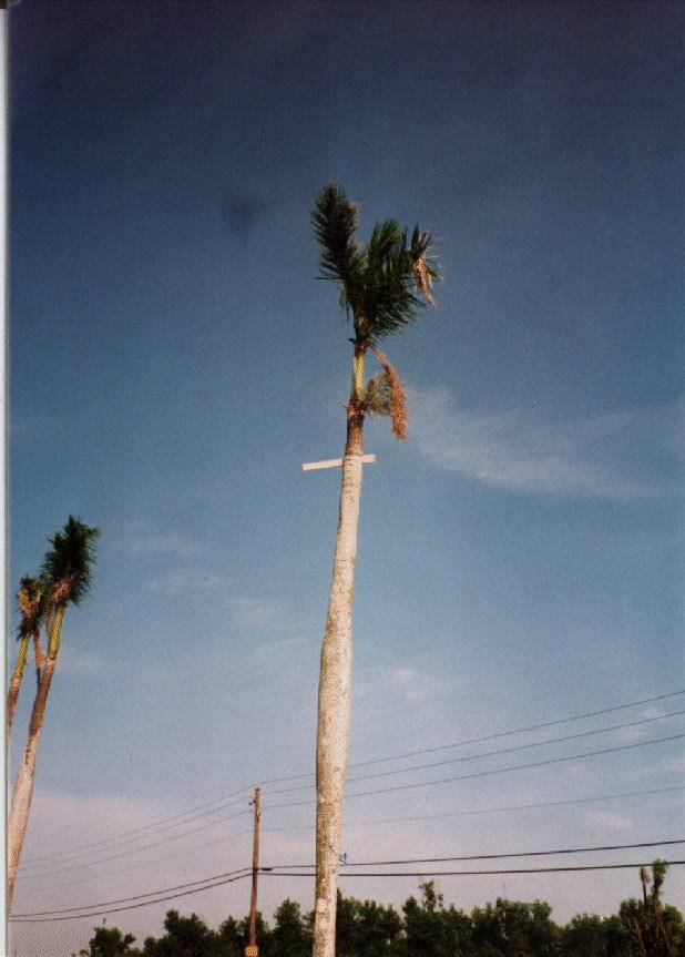 Andrew palm tree