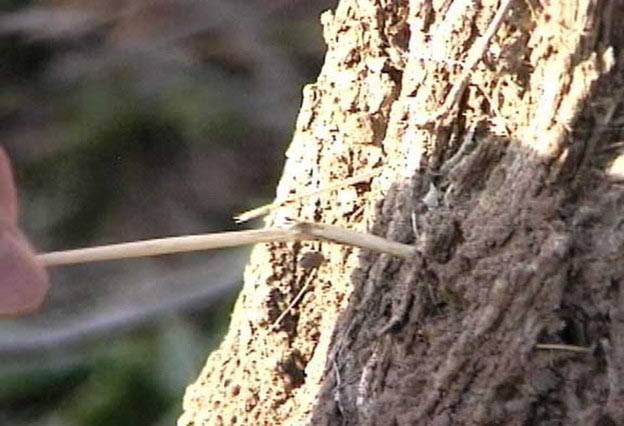 stalks in tree